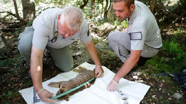 gatozorro2
