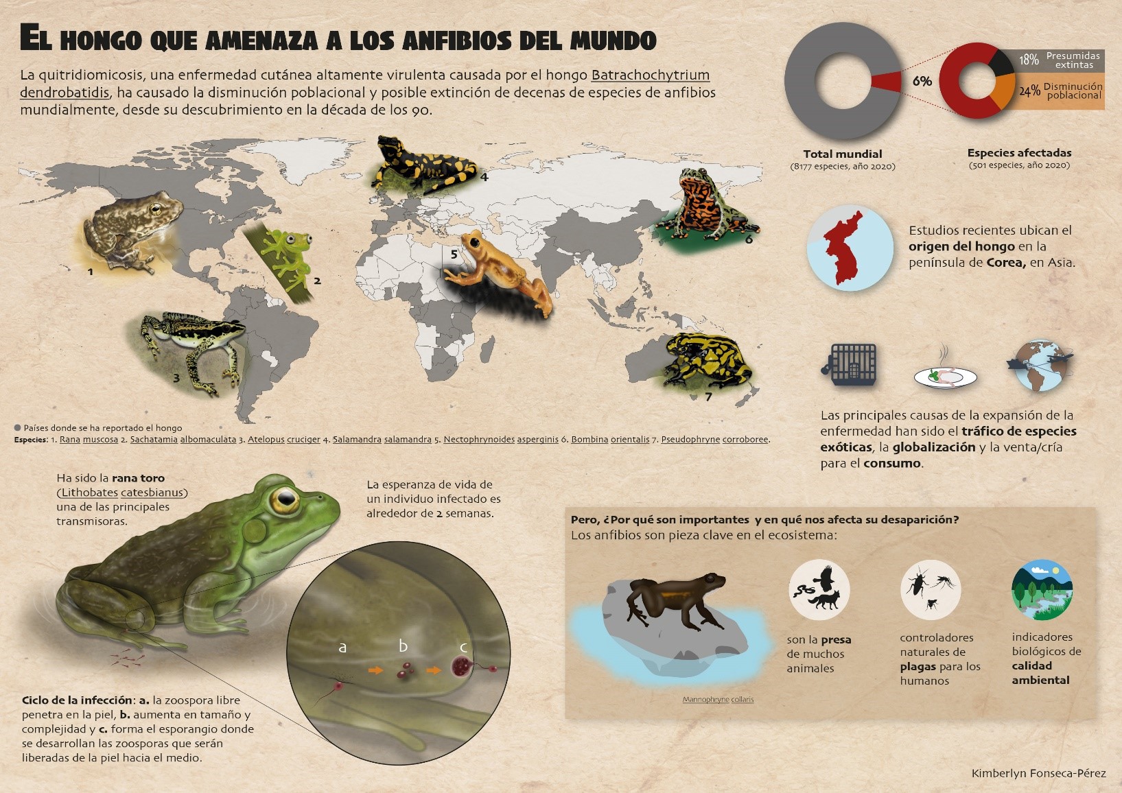 hongo contra anfibios