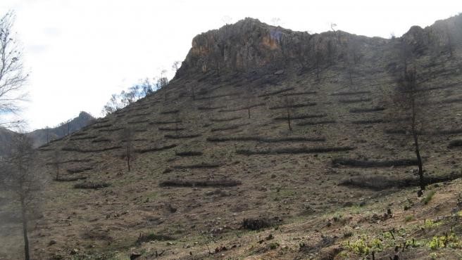 incendio forestal restauración libre