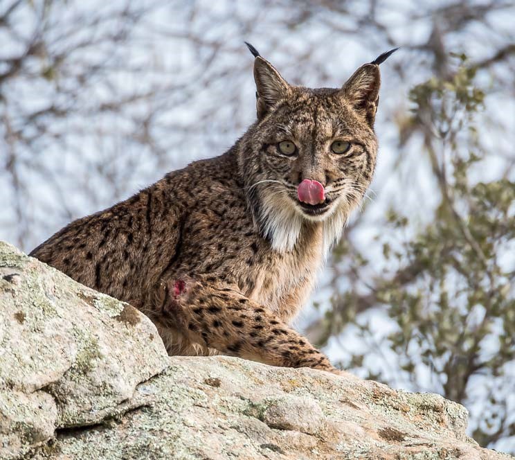 lince
