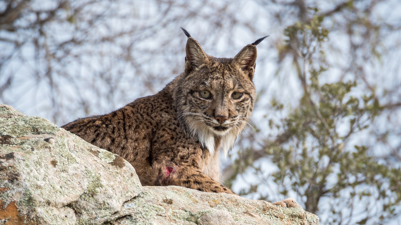 lince ibérico. miteco