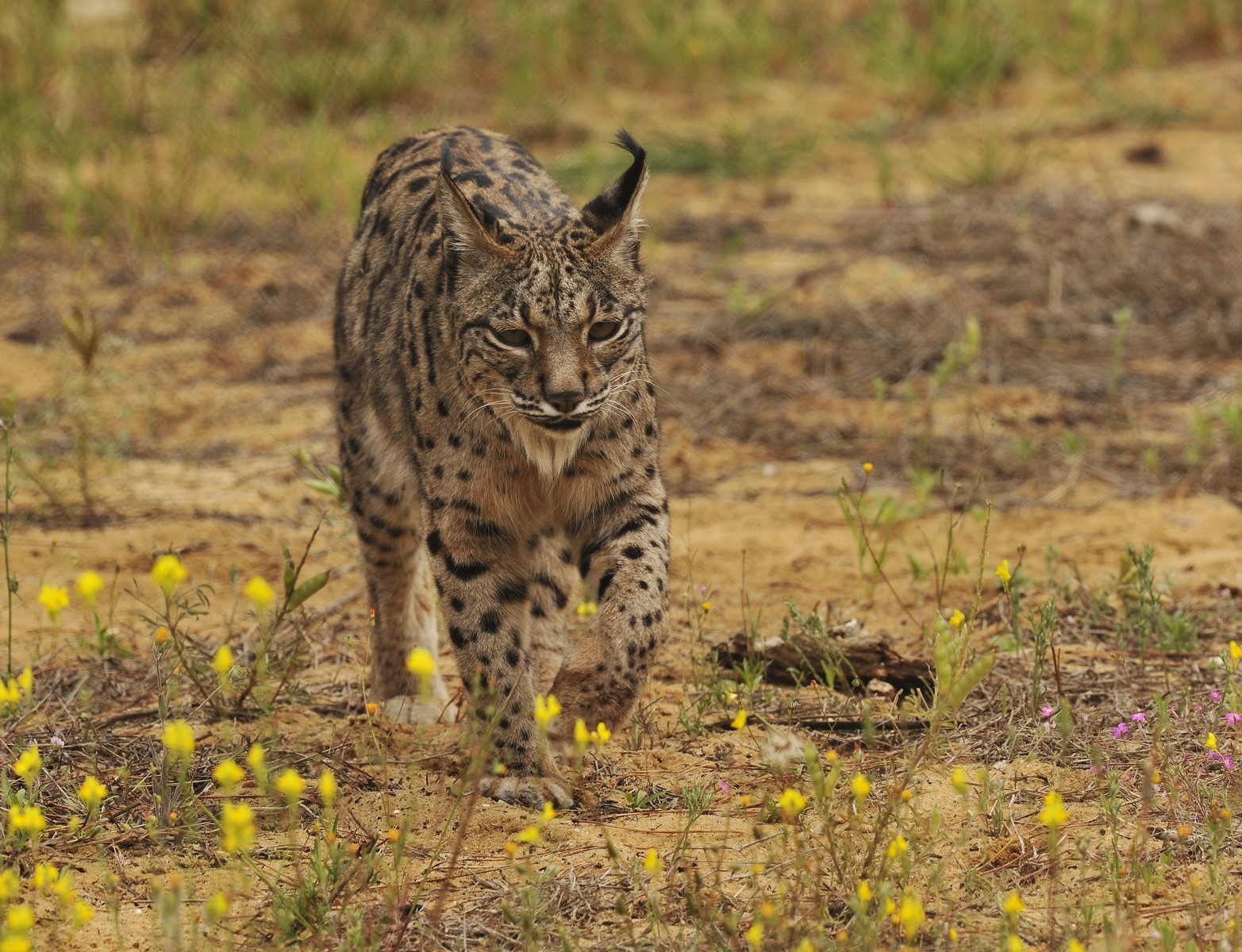 lince miteco2