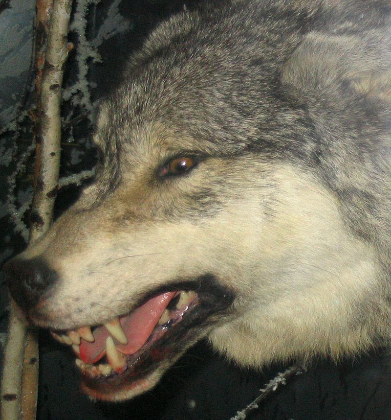 lobo 3