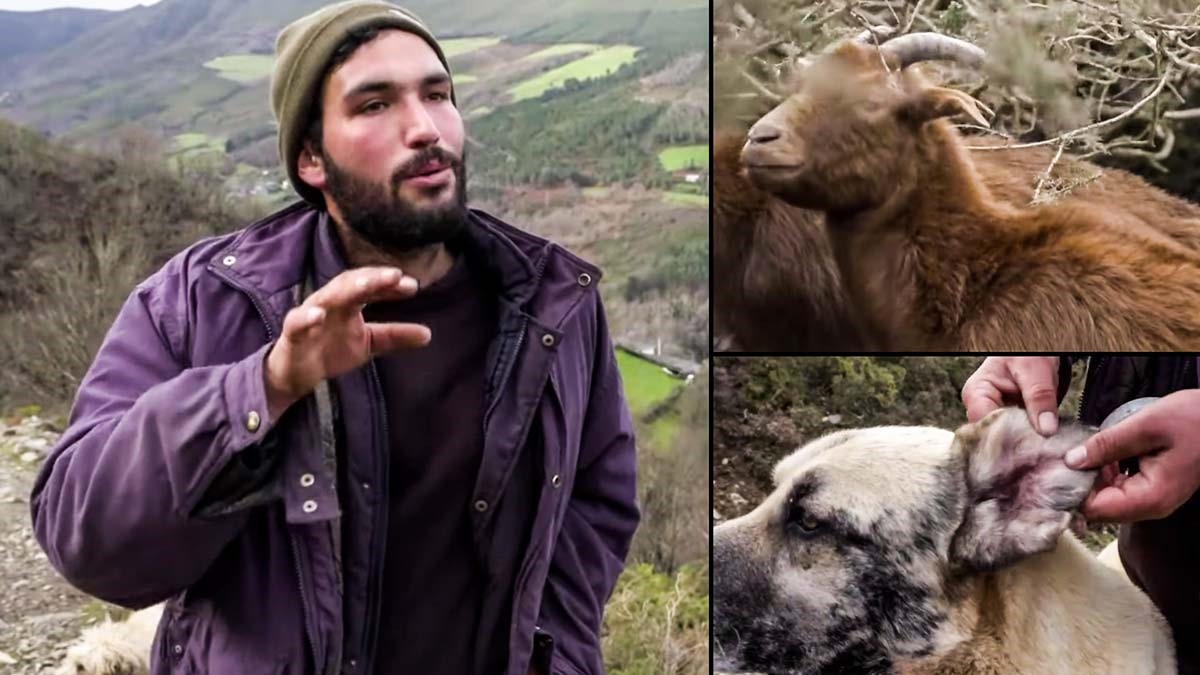 lobo y cabras