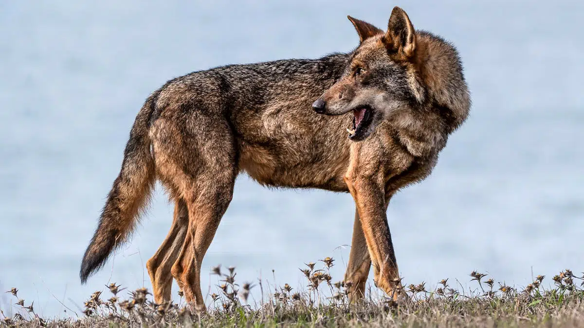 lobos 1