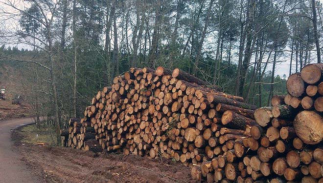 madera apilada monte