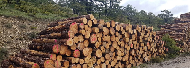madera cortada pila