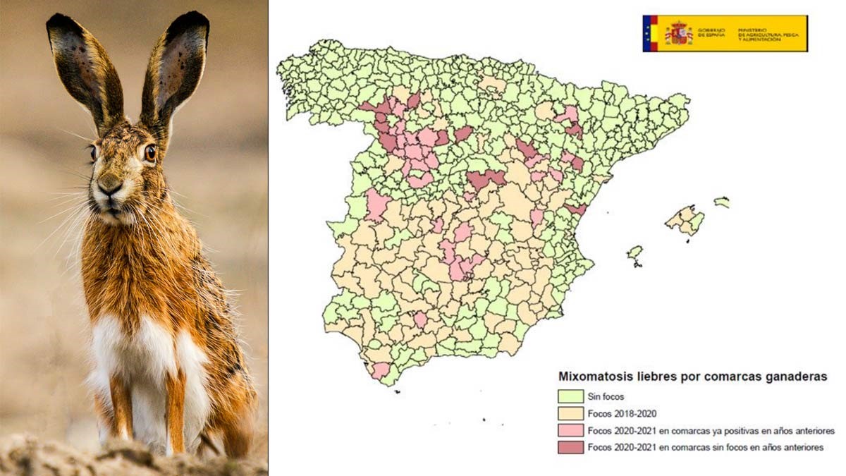 mixomatosisliebre año 2021