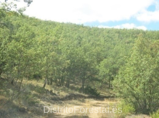 montebajo2