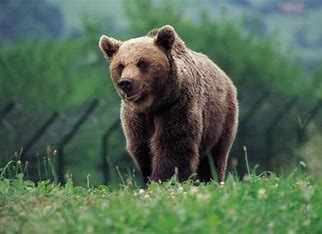oso pardo