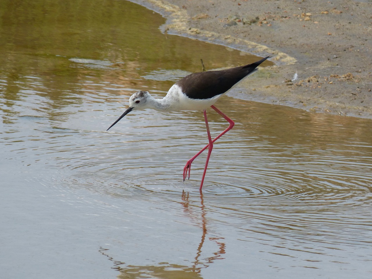 parc natural de delta de lebre 1453921 1280 tcm30 486688