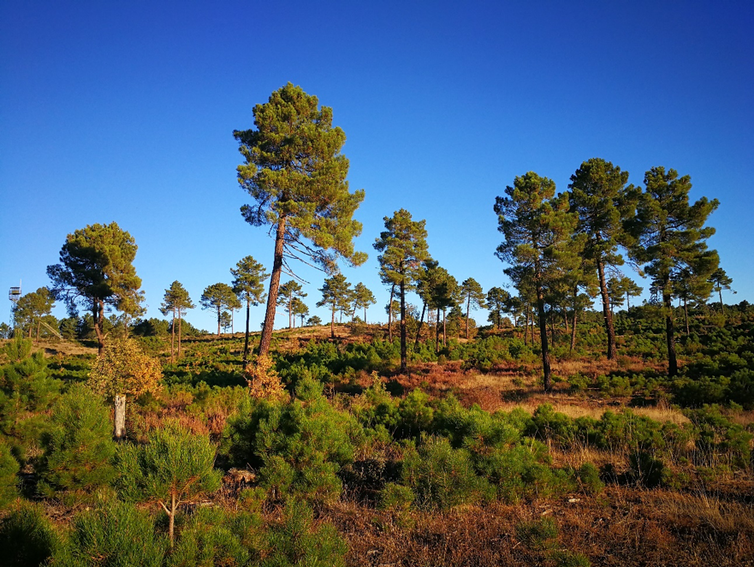 pinar de pinaster tras años de corta d regeneración Soria