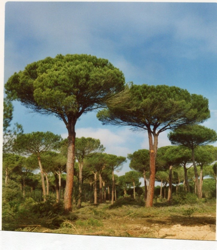 pinea