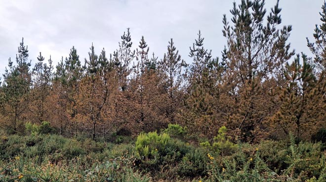 pinheiral radiata bandas