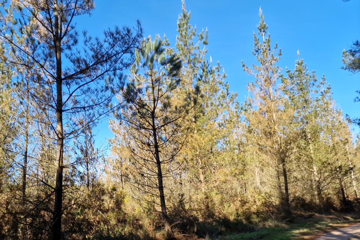 pinos afectados por la banda marron