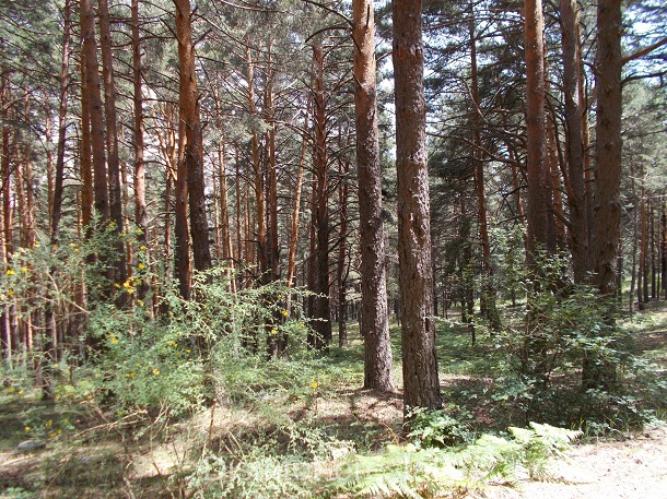 pinos cercedilla vale