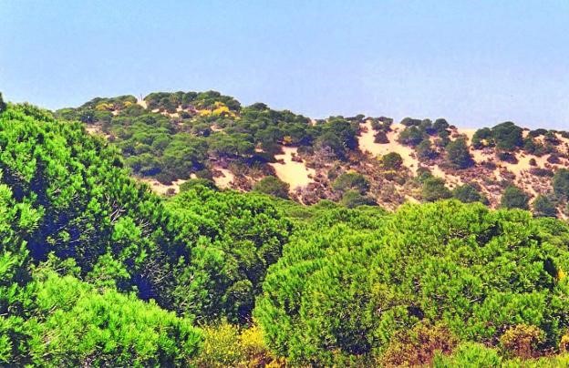 pinos en Matalascañas