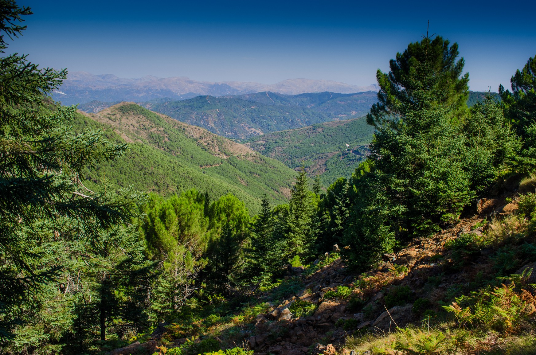 pinsapar
