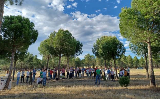 pinus pinea valladolid