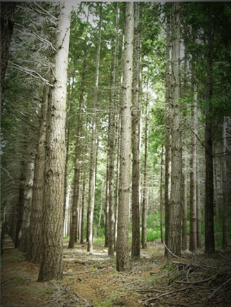 pseudosuga