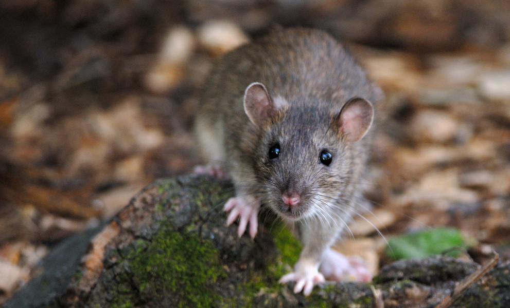 rata