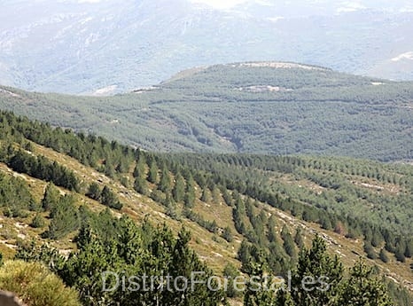 repoblacion_forestal.jpg