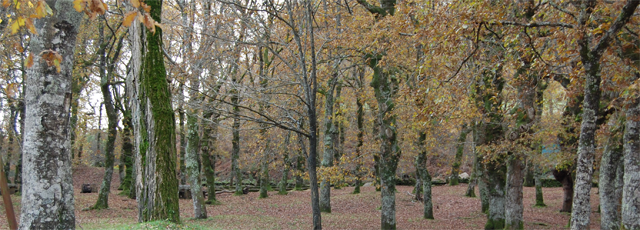 roble q robur Galicia