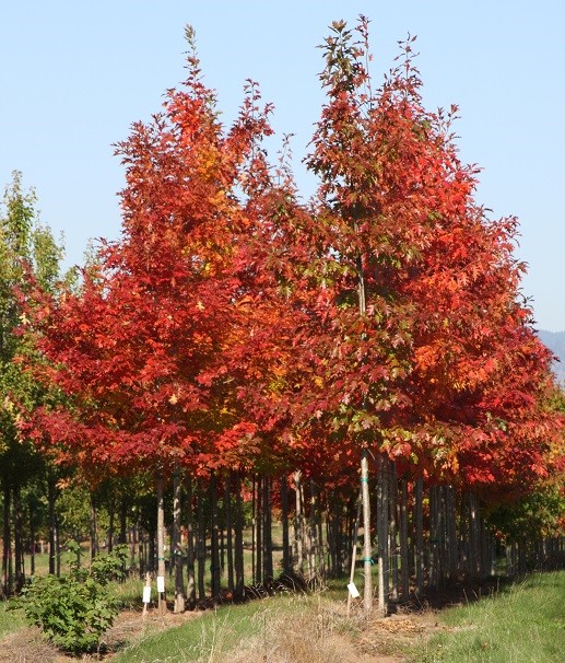 rubra