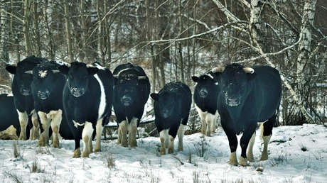 vacas en chernobyl