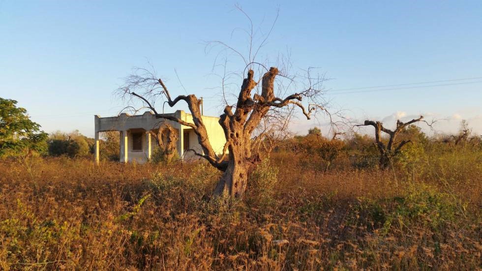 xylella1
